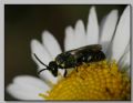 Hylaeus sp.